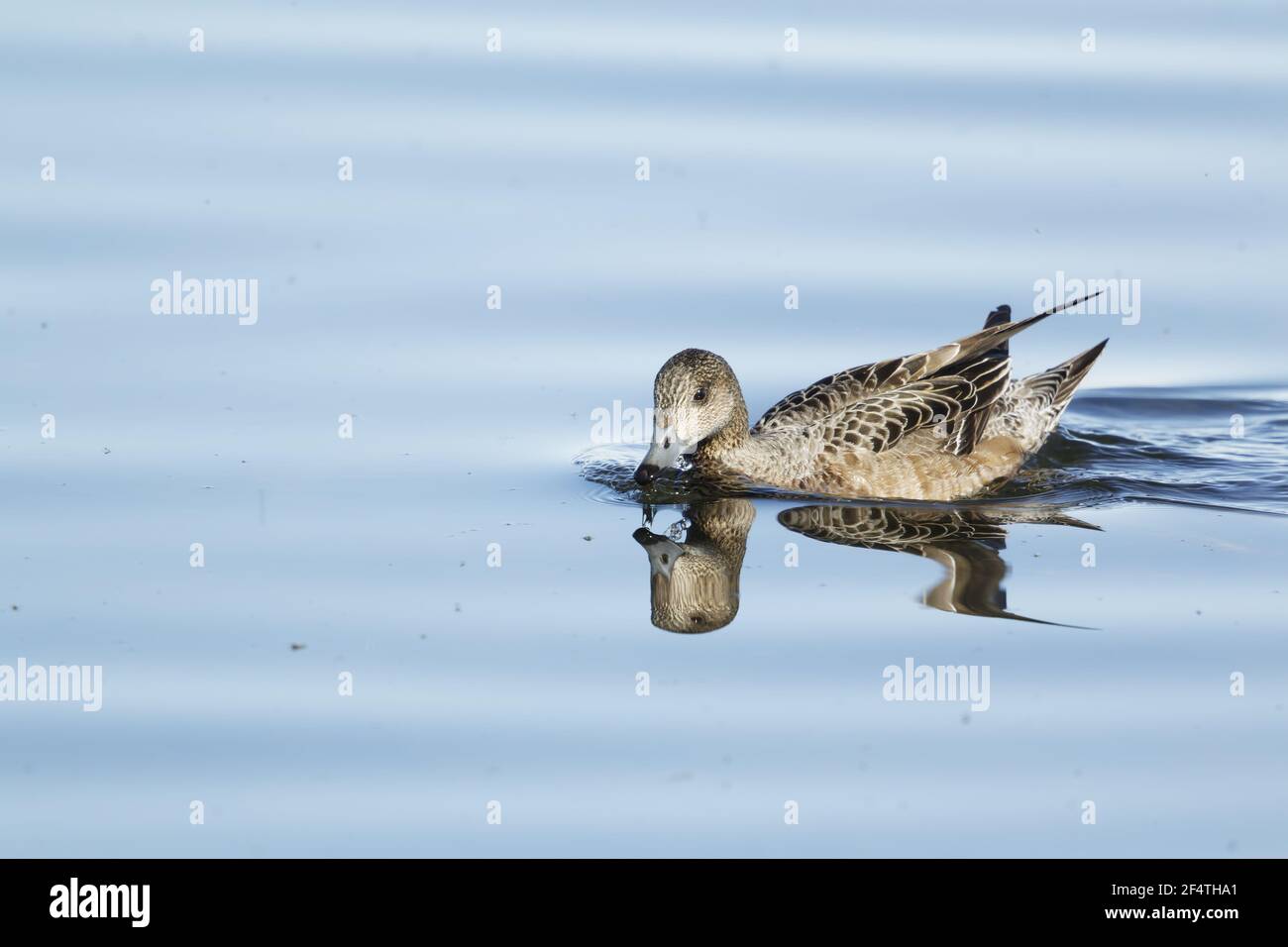 Eurasian Wigeon - weiblich mit Spiegelung und Seefliegen Anas penelope Lake Myvatyn, Island BI026195 Stockfoto
