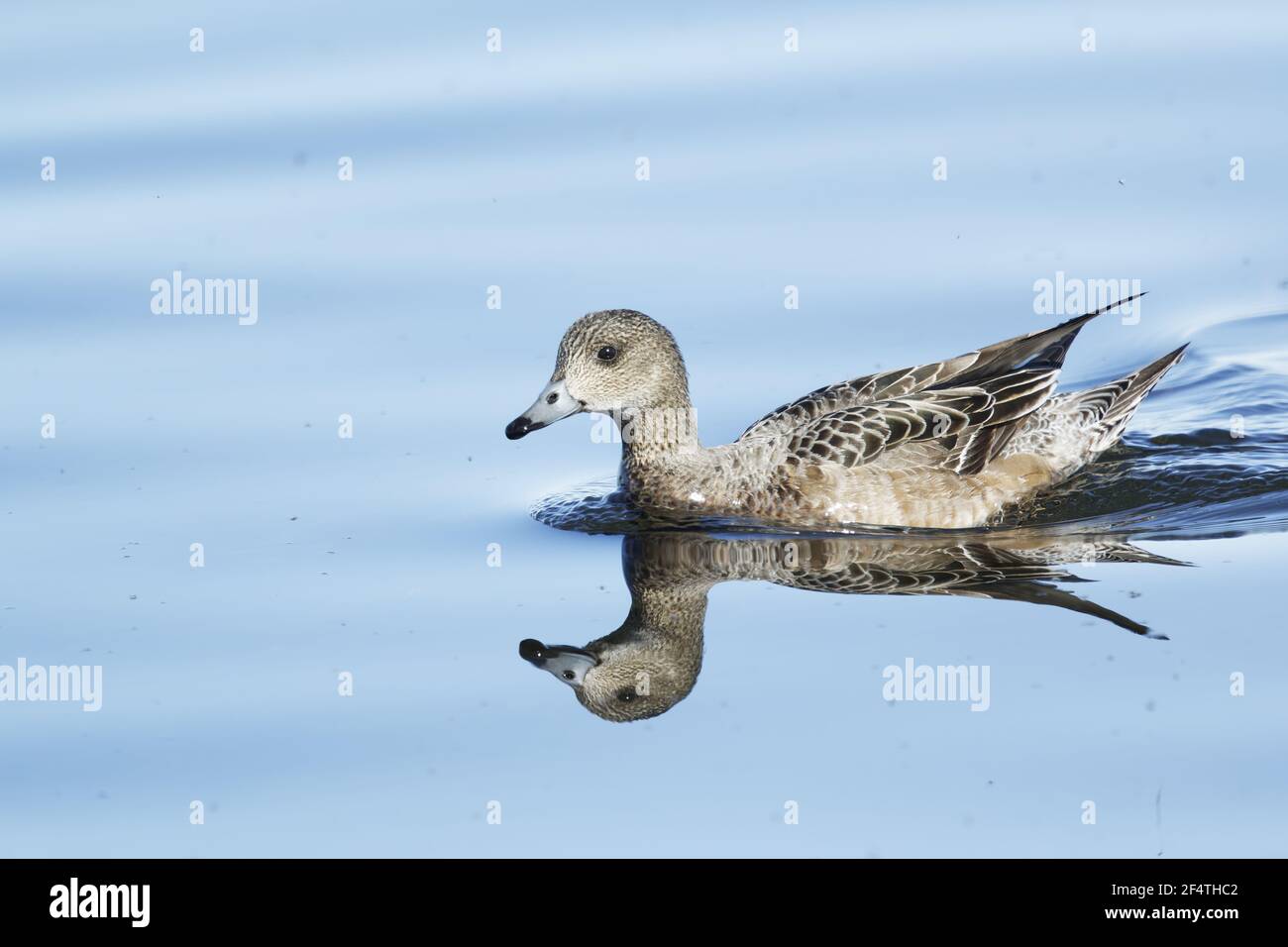 Eurasian Wigeon - weiblich mit Spiegelung und Seefliegen Anas penelope Lake Myvatyn, Island BI026198 Stockfoto