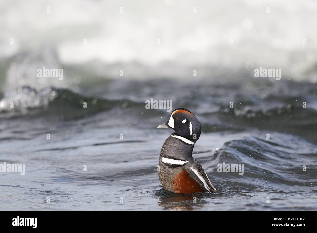Harlekin-Ente - männlich waschen im Fluss Histrionicus Histrionicus Island BI026201 Stockfoto