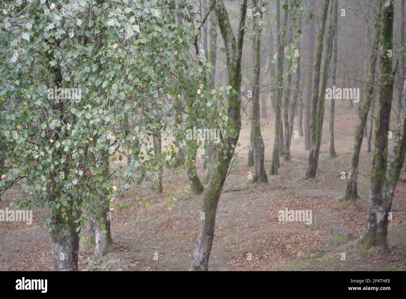 Neblige Wälder aus dem Peneda Geres Nationalpark, nördlich von Portugal. Konzentrieren Sie sich auf die Blätter. Stockfoto