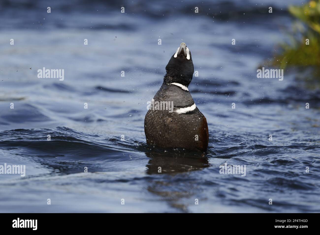 Harlekin-Ente - männlich waschen im Fluss Histrionicus Histrionicus Island BI026202 Stockfoto