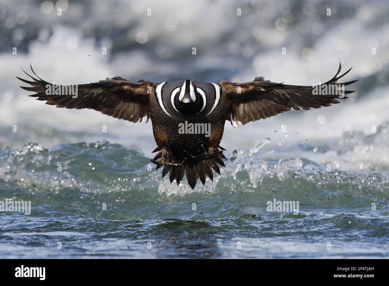 Harlekin-Ente - männlich, die Landung in schnell fließenden Fluss Histrionicus Histrionicus Island BI026235 Stockfoto