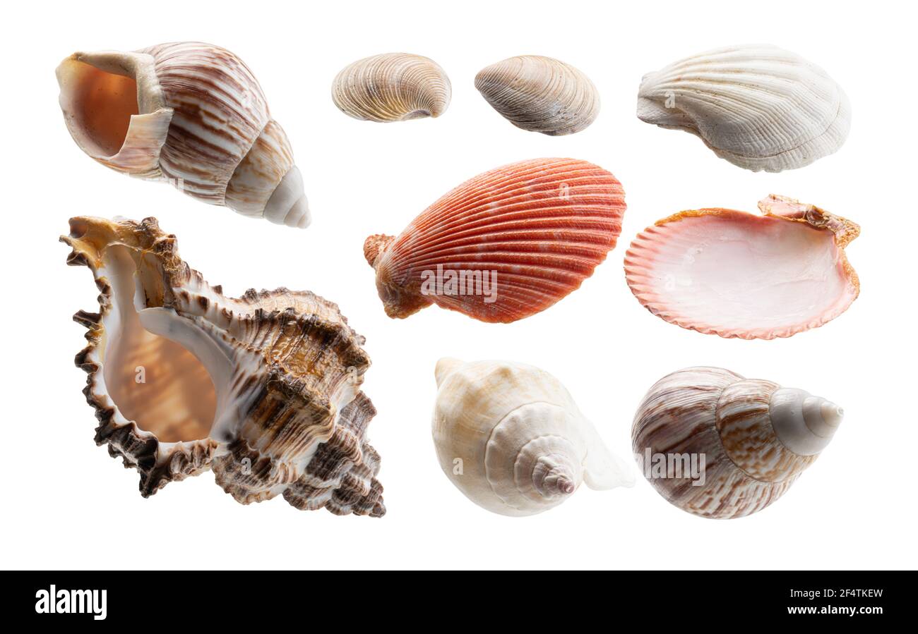 Eine Reihe von schönen Muscheln. Isoliert auf weißem Hintergrund Stockfoto