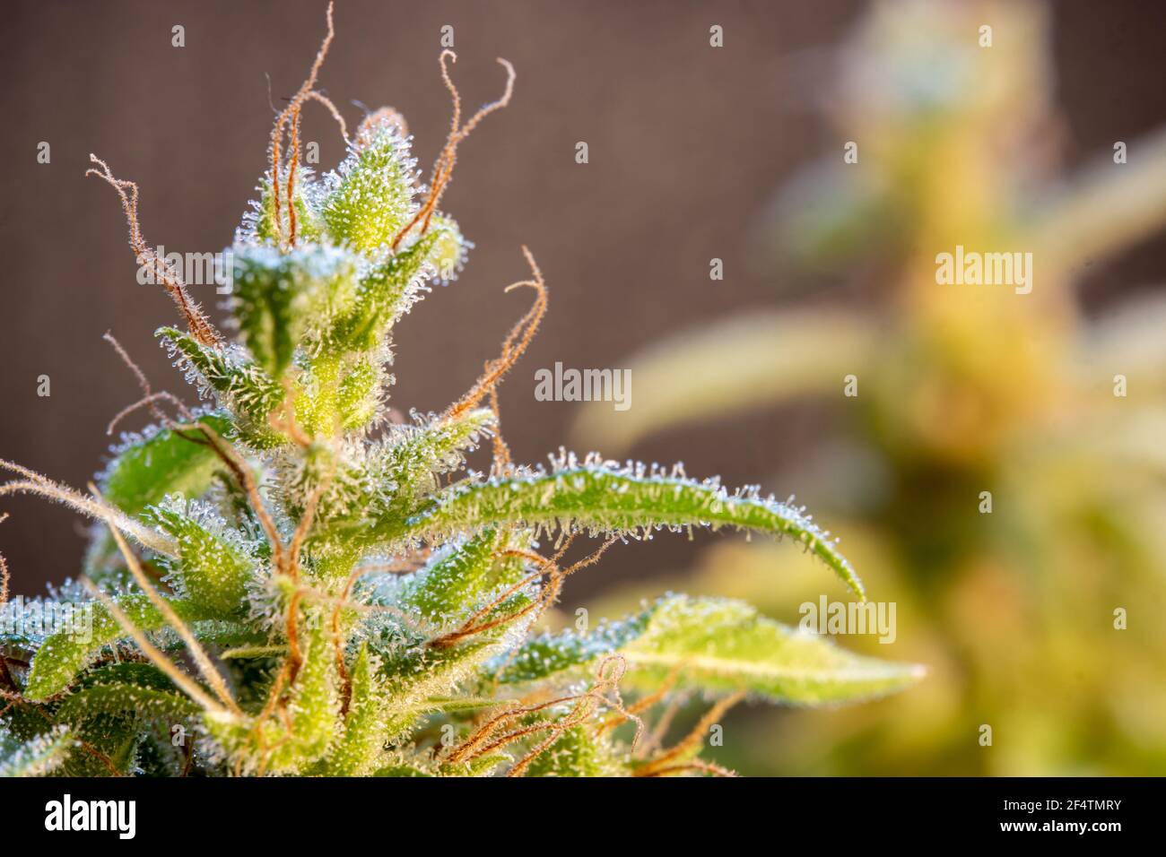 Eine Marihuanapflanze mit Blättern, die mit Harz bedeckt sind, Nahaufnahme. Stockfoto