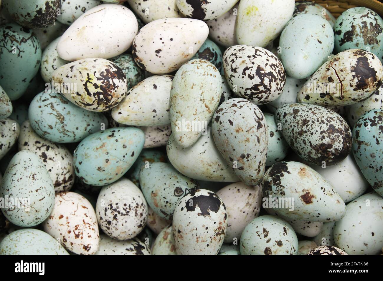 Gemeinsamen Guillemot - Eiern auf Verkauf im Supermarkt Uria Algen Island BI026430 Stockfoto