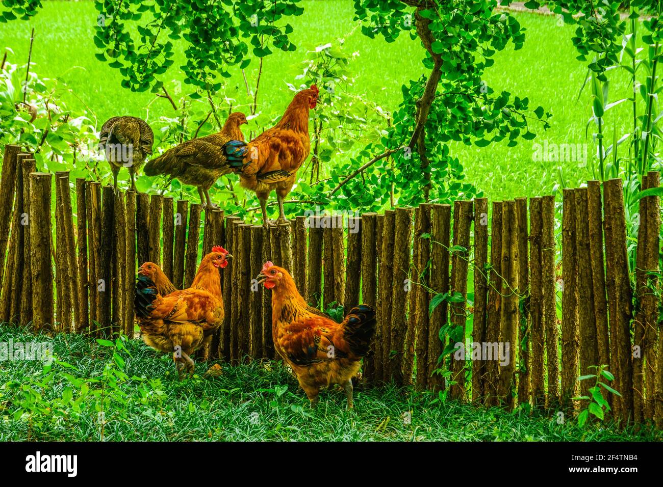 Das Huhn im Garten Stockfoto