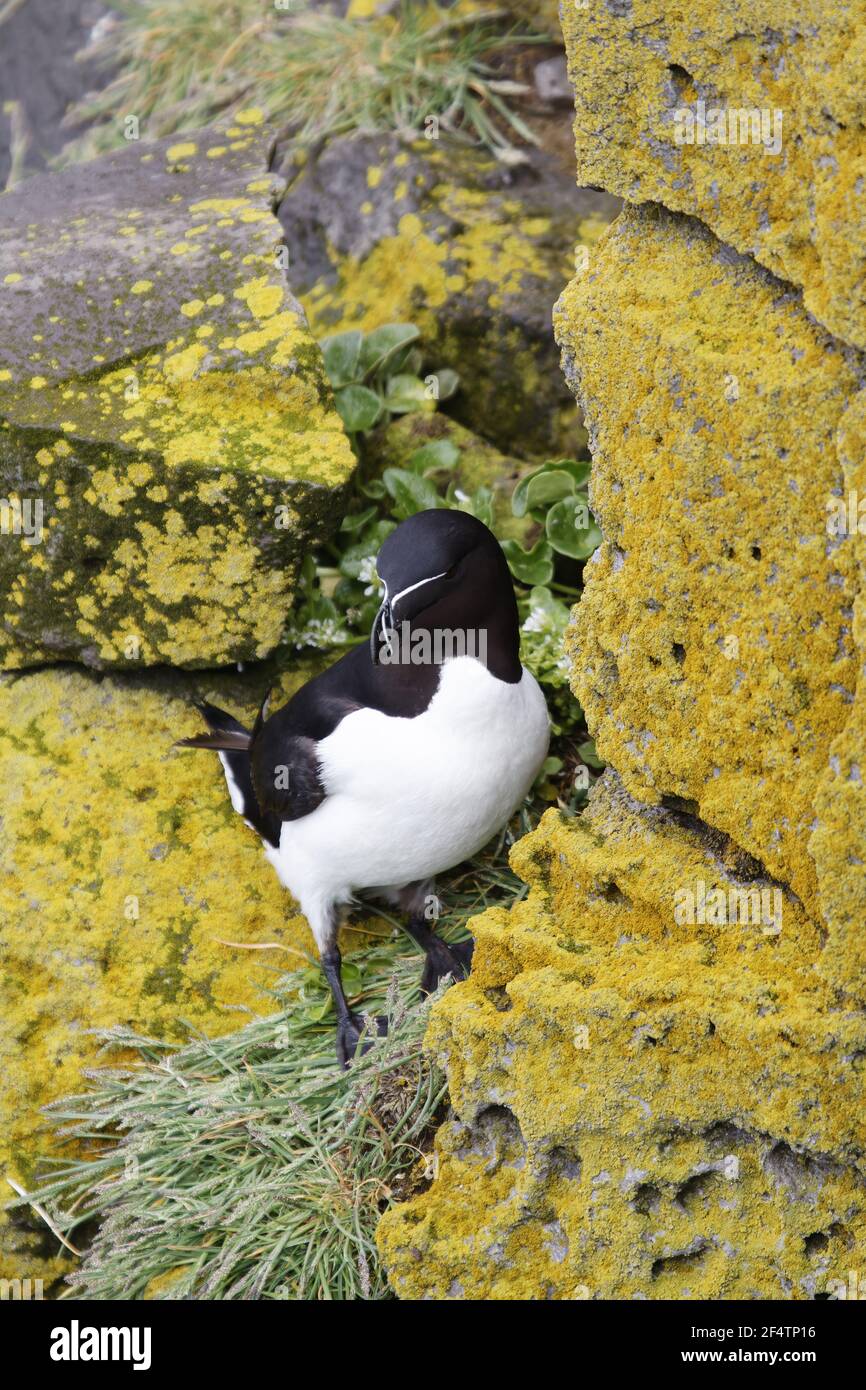 Razorbill - auf brütenden Klippen Alca torda Látrabjarg, Island BI026435 Stockfoto