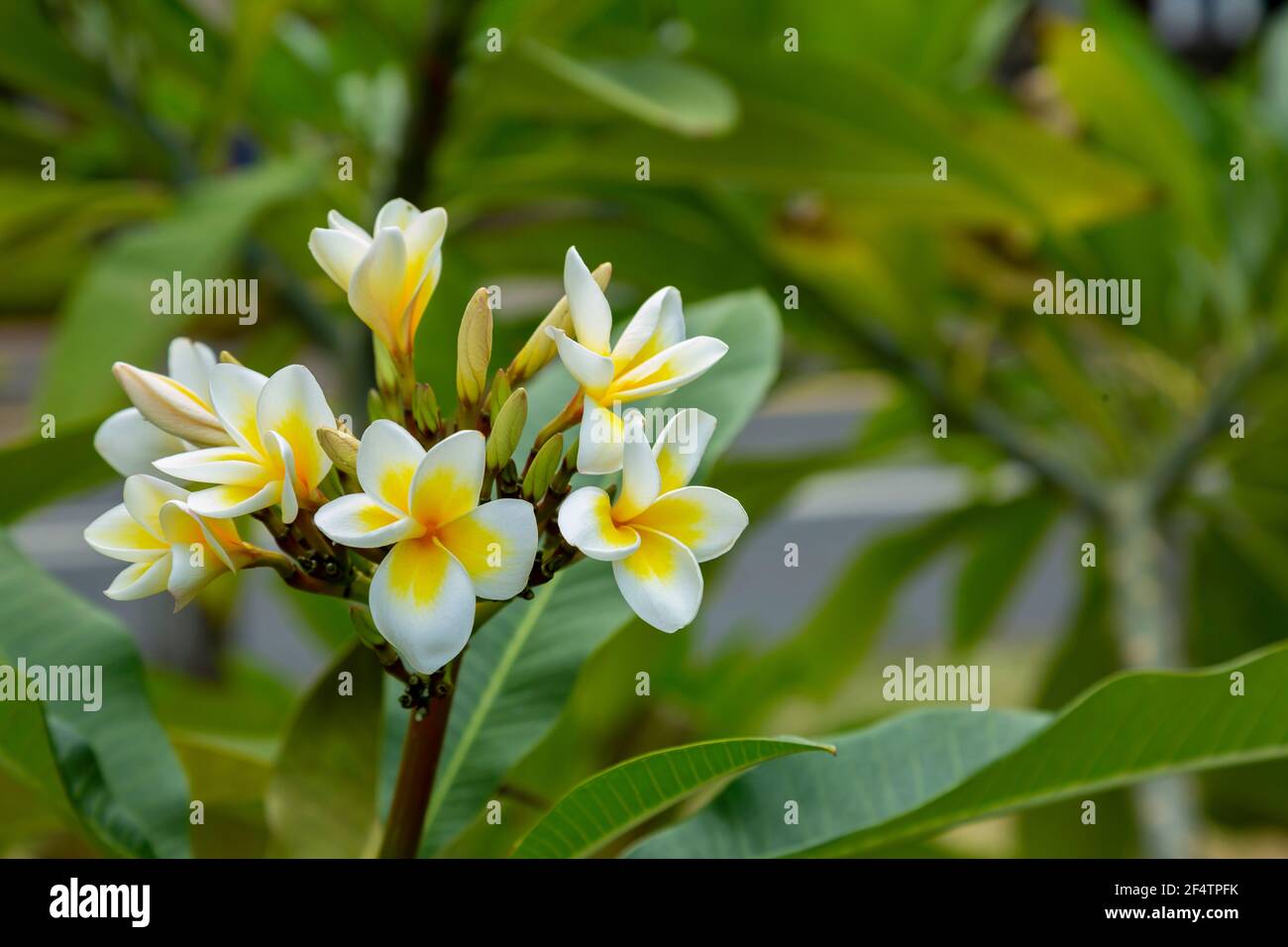 Plumeria, Frangipani Blumen im Garten Stockfoto