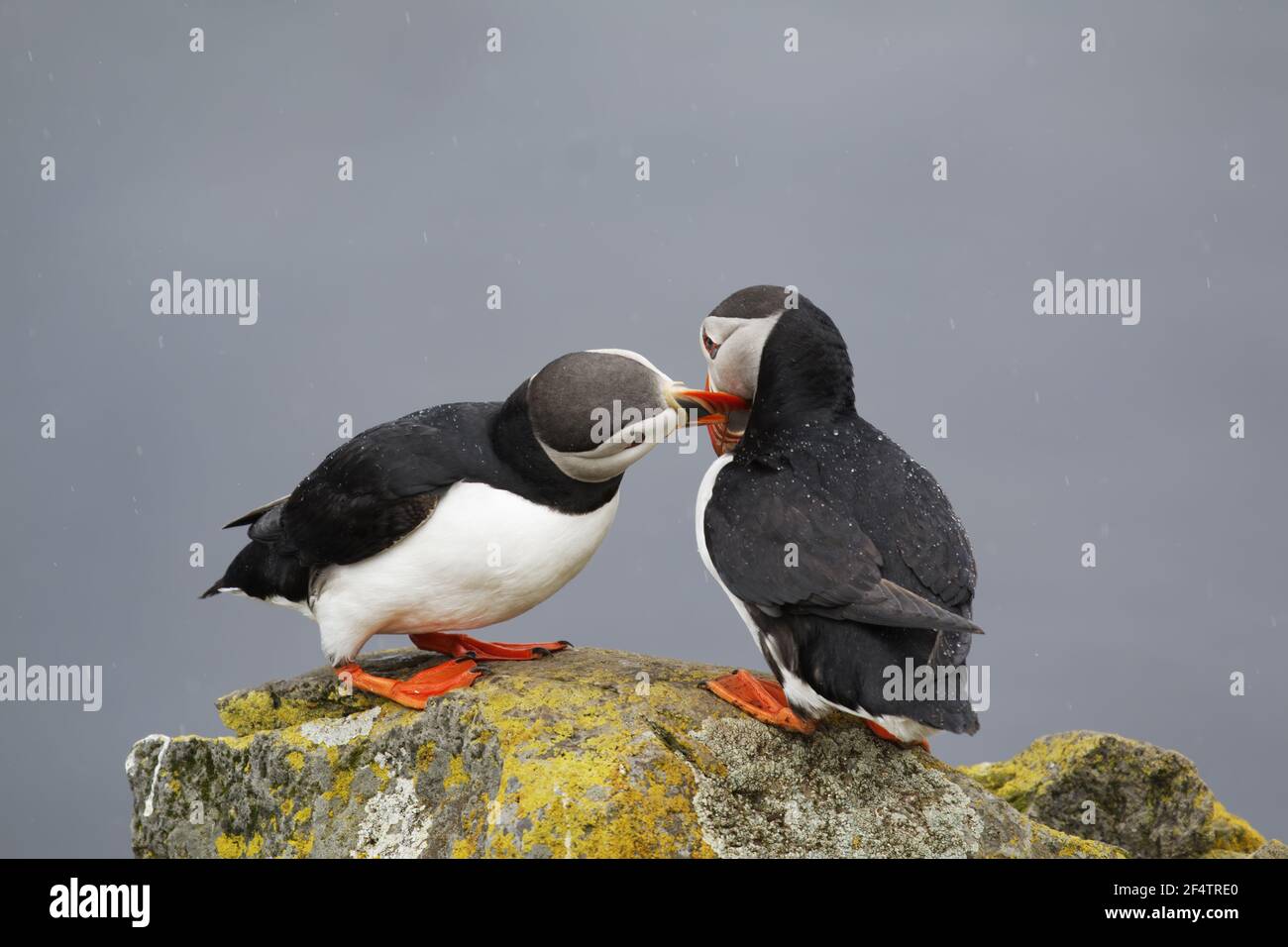 Atlantic Puffin - Paar Bill fencingFratercula arctica Latrabjarg, Island BI026509 Stockfoto