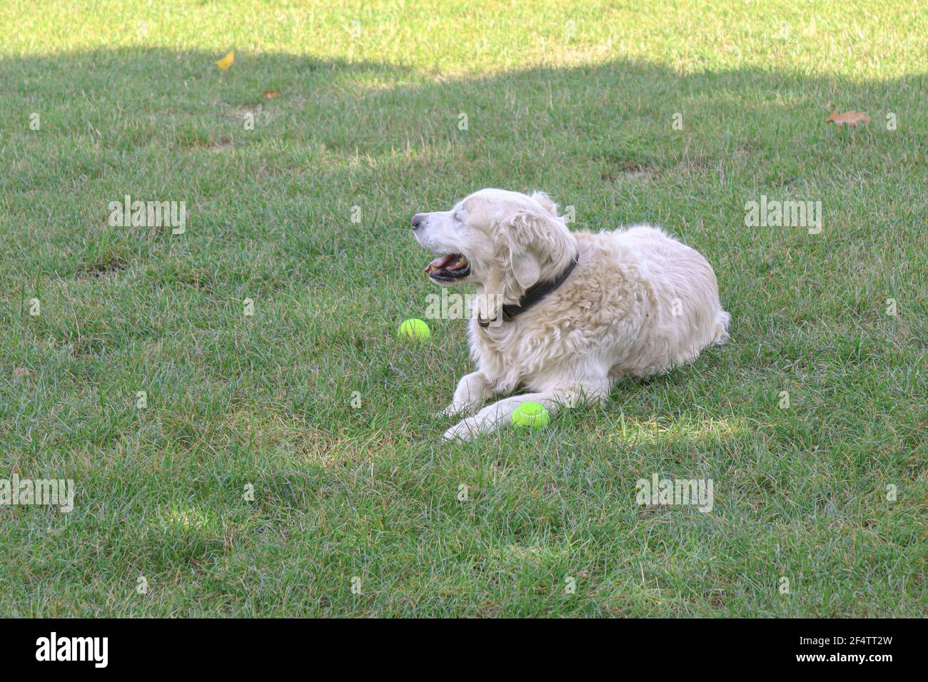 Netter Hund und Tennisball im Hiroshima-Nagasaki Park im Frühjahr, Köln, Deutschland Stockfoto