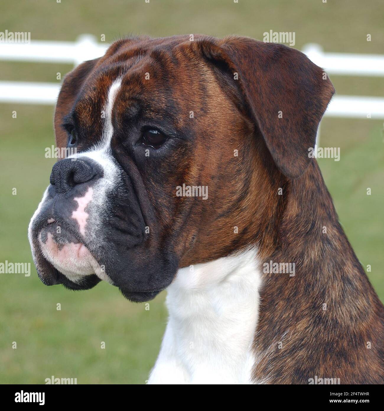 Boxer Hund Stockfoto