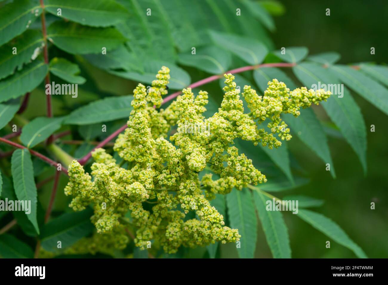 Sumac Blumen in Blüte im Sommer Stockfoto