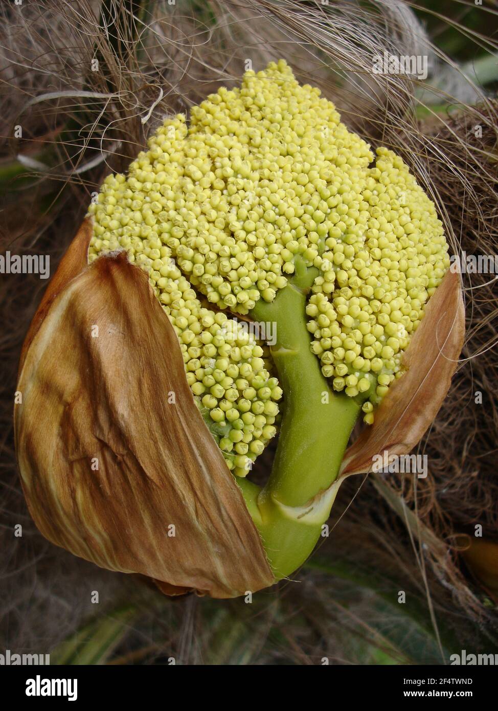 Spadix von vielen kleinen gelben Blüten gegen den groben faserigen Stamm einer Chusanpalme. Stockfoto