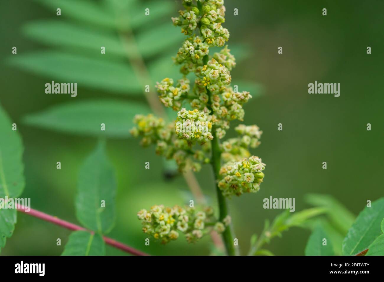 Sumac Blumen in Blüte im Sommer Stockfoto