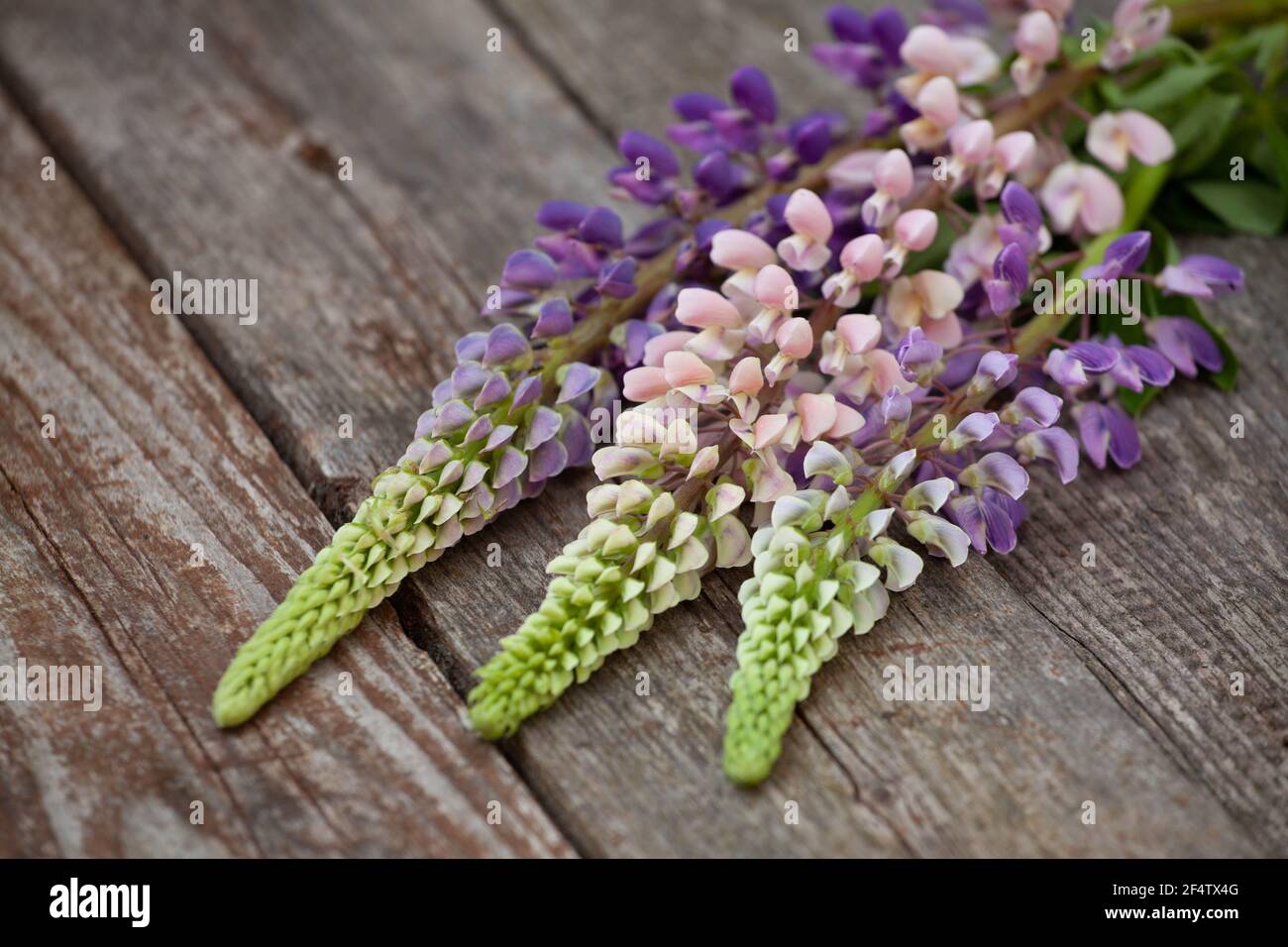 Ein buntes Bouquet von drei verschiedenen farbigen Lupinen auf einem alten Holztisch. Nahaufnahme von Blumen. Stockfoto