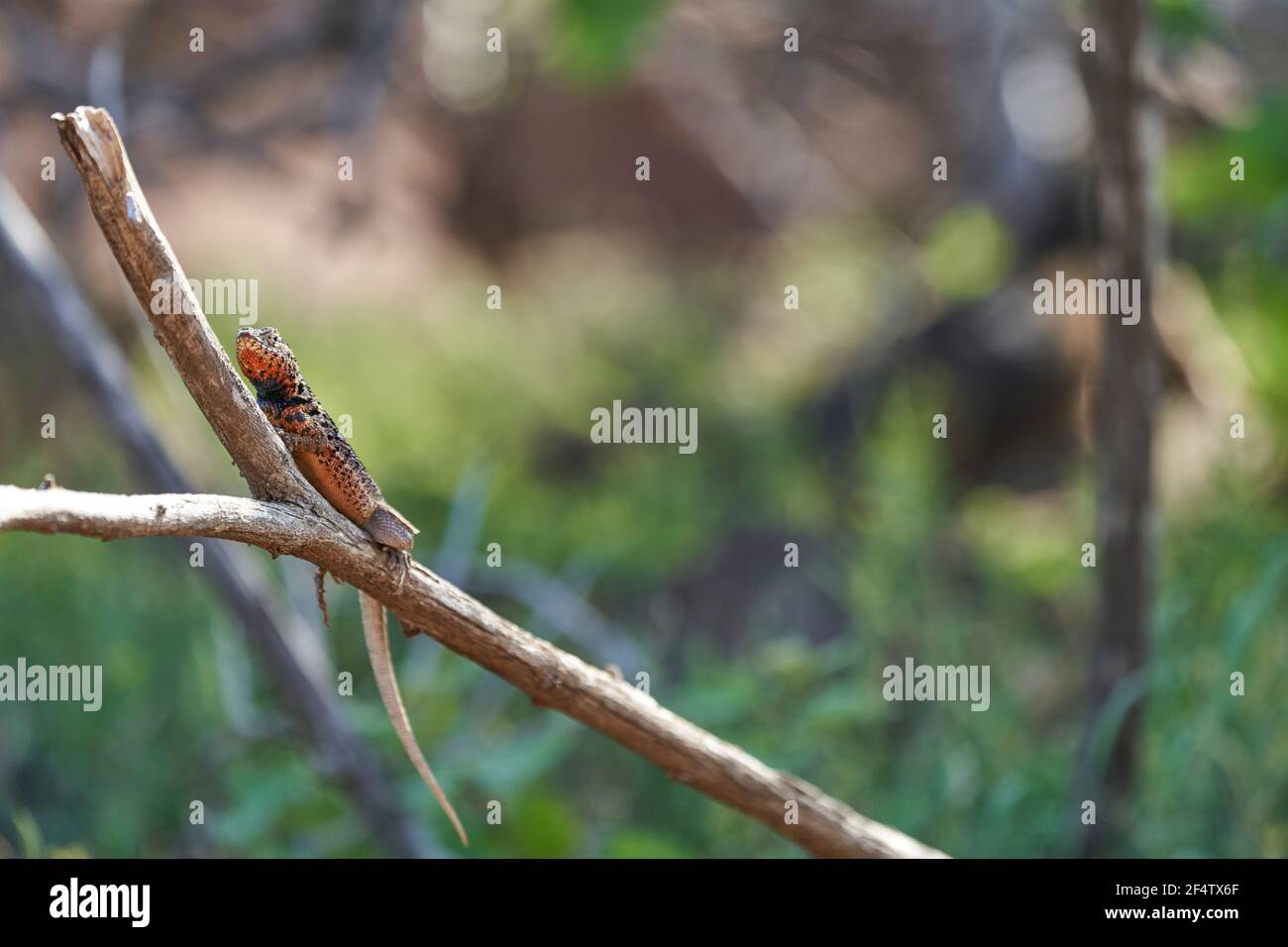 Weibliche Galápagos-Lavaeidechse, Microlophus albemarlensis, auch die Albemarle-Lavaeidechse, ist eine Art von Lavaeidechse, die auf den Galápagos-Inseln endemisch ist Stockfoto