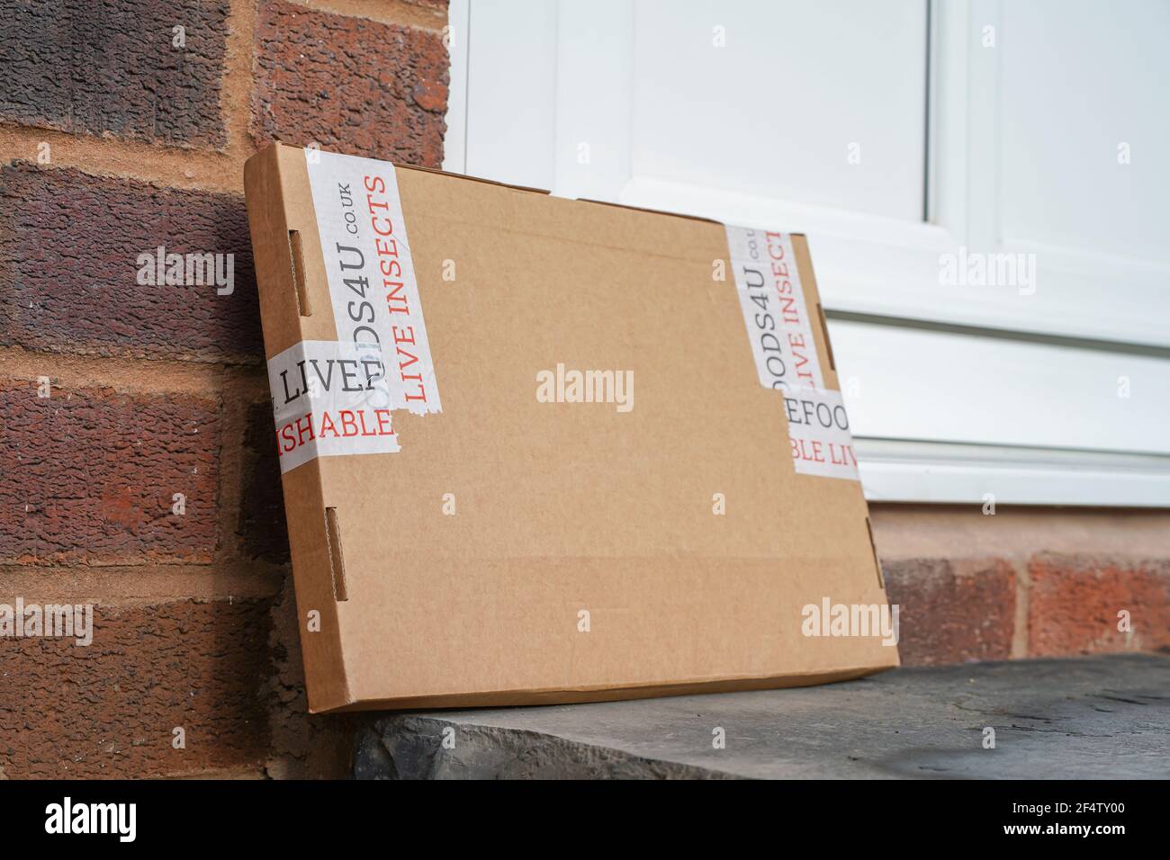 Eine Schachtel lebender Insekten, die in einer Pappschachtel an eine Haustür eines britischen Wohnhauses geliefert werden. Ungewöhnliche Paketzustellung. Stockfoto
