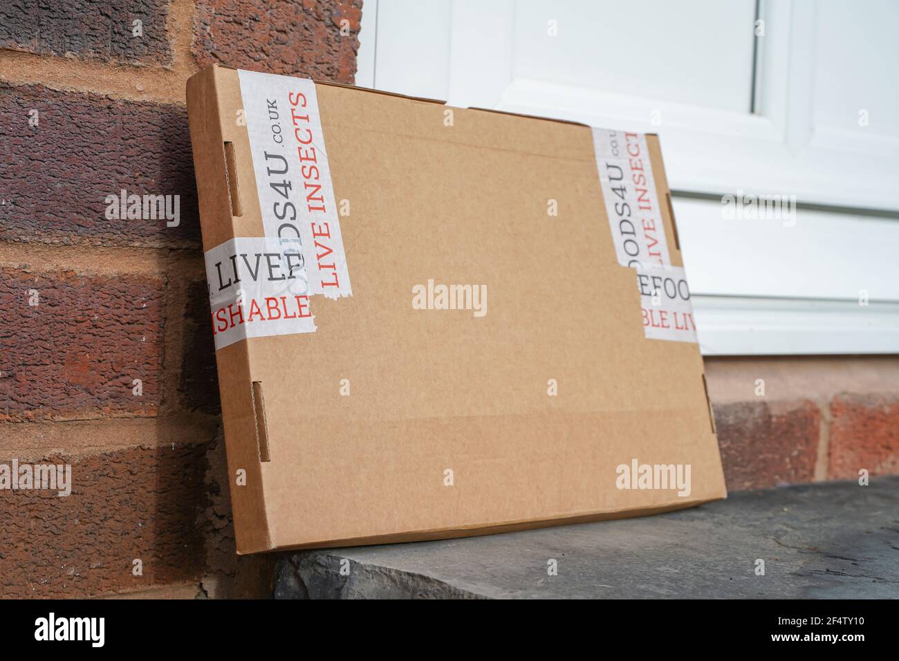 Eine Schachtel lebender Insekten, die in einer Pappschachtel an eine Haustür eines britischen Wohnhauses geliefert werden. Ungewöhnliche Paketzustellung. Stockfoto