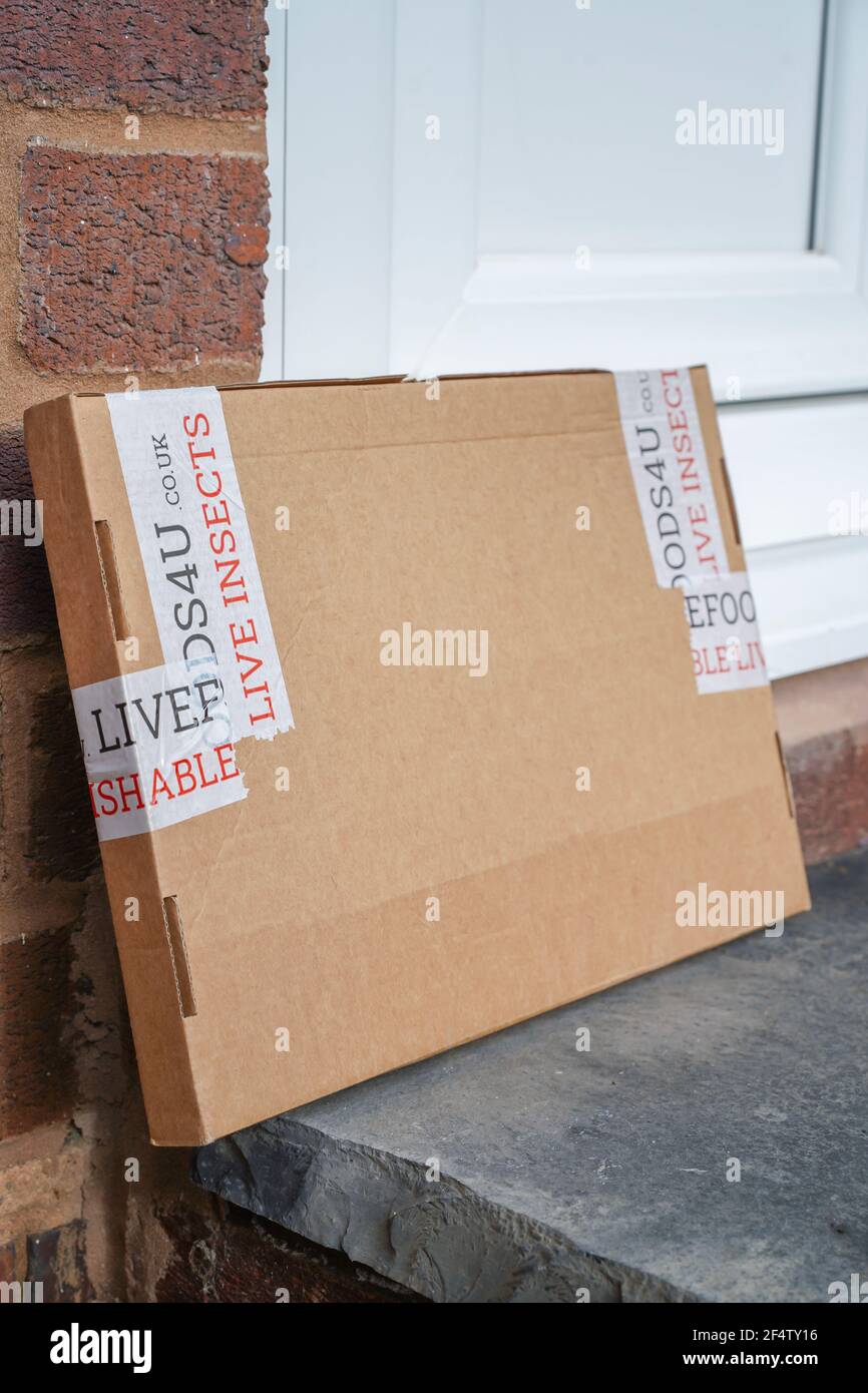Eine Schachtel lebender Insekten, die in einer Pappschachtel an eine Haustür eines britischen Wohnhauses geliefert werden. Ungewöhnliche Paketzustellung. Stockfoto