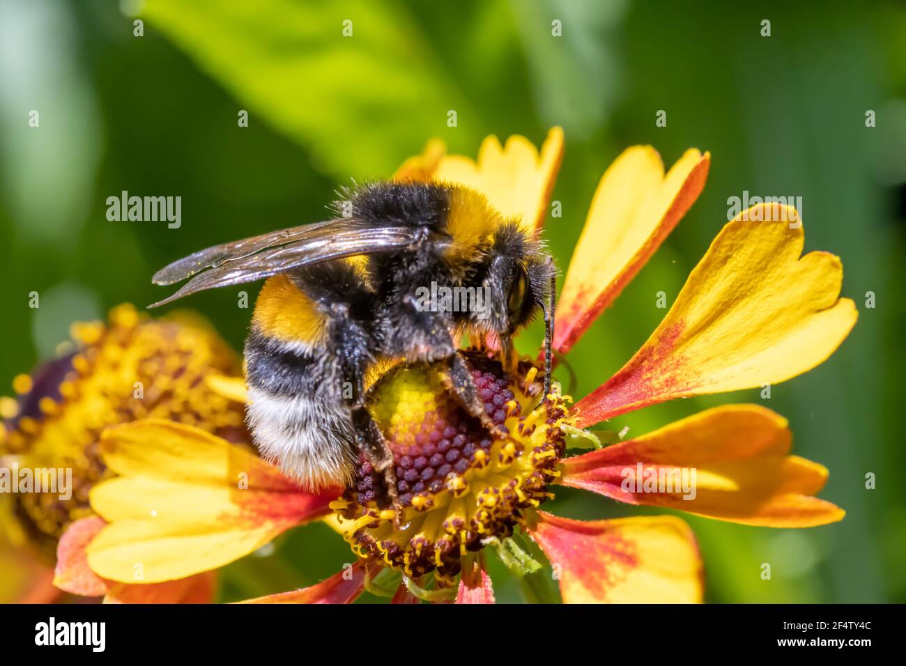 Eine Hummel, die Pollen in einer Blume sammelt. Eine bescheidene Biene, die an einer Gartenblume arbeitet. Stockfoto