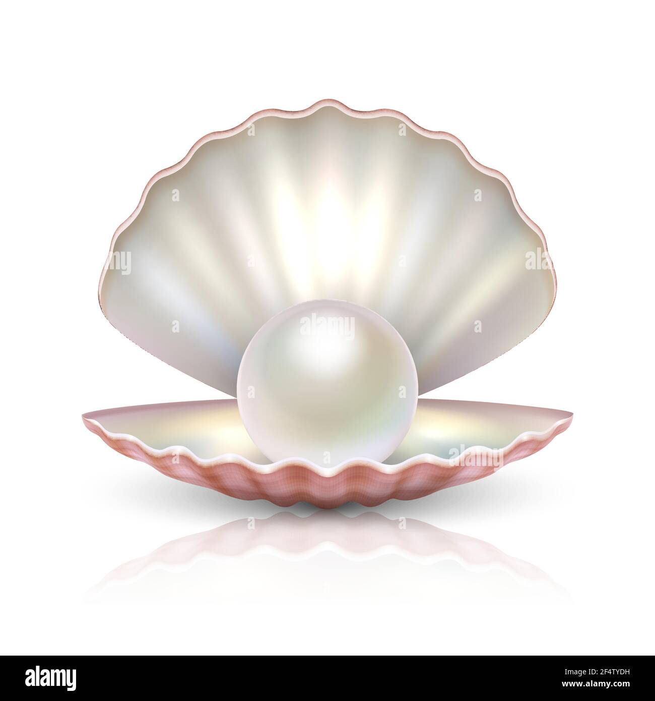 Vector 3D realistische schöne natürliche geöffnet Pearl Shell mit Perle innen Symbol Nahaufnahme isoliert auf weißem Hintergrund mit Reflexion. Designvorlage Stock Vektor