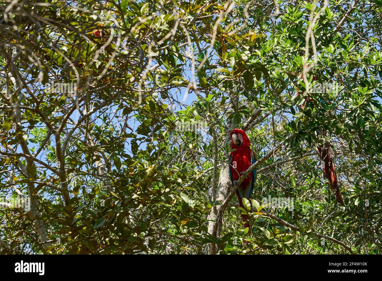 Schöner scharlachroter Ara macao, ein großer roter, gelber und blauer Papagei in Mittel- und Südamerika, im Buraco das Aras in Brasilien, Südamerika Stockfoto