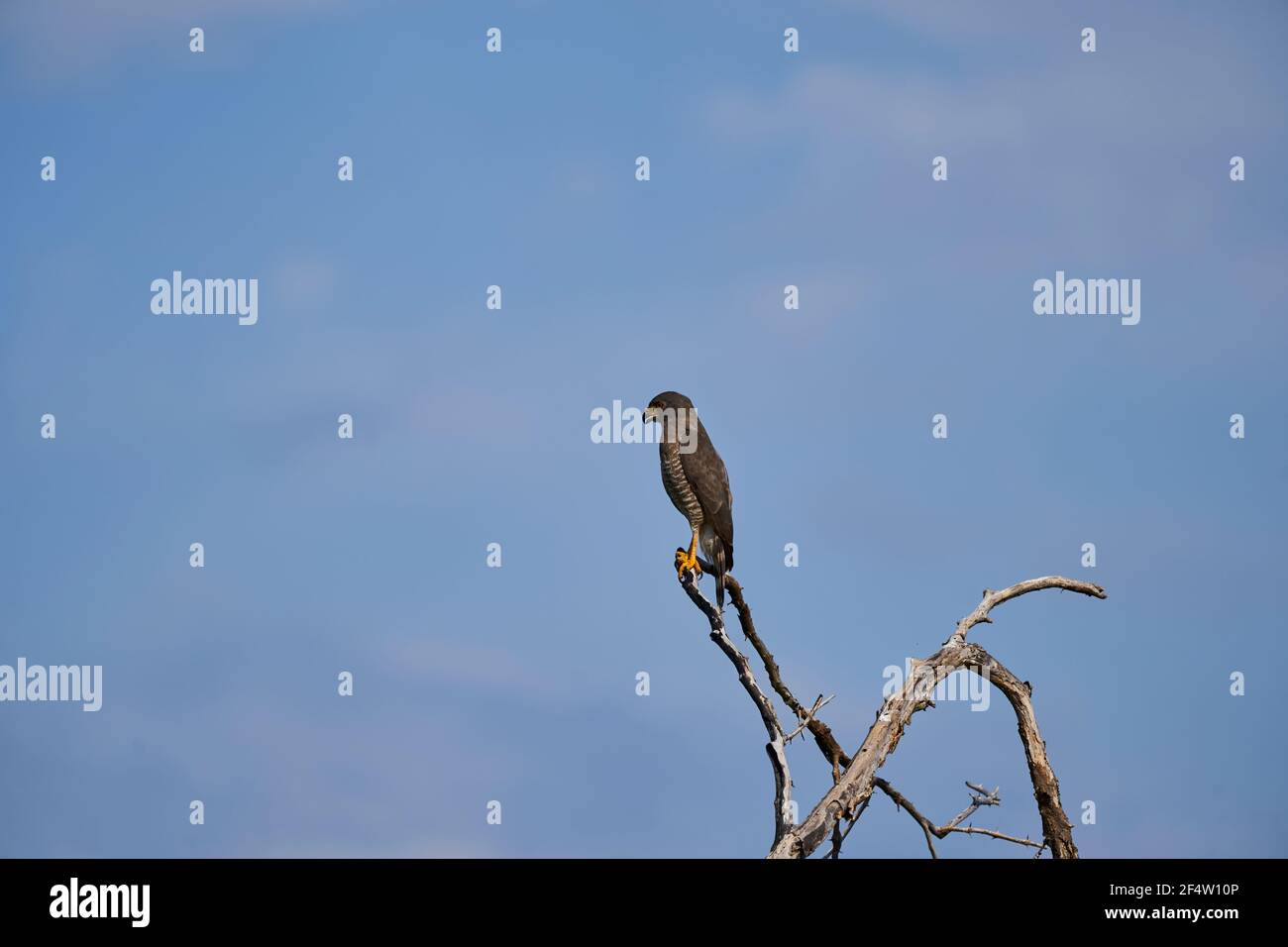 Der Straßenfalke, Rupornis magnirostris, ist ein relativ kleiner Raubvogel, der auf trockenen Ästen in der Tatacoa-Wüste in Kolumbien, Südamerika, sitzt Stockfoto