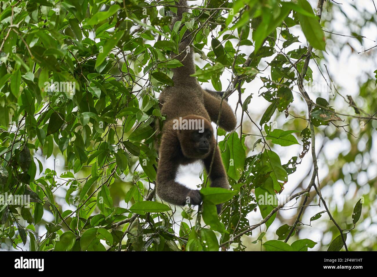 Brauner Wollaffe, gewöhnlicher oder Humboldts Wollaffe, Lagothrix lagothricha, Neuweltaffe aus Kolumbien, Ecuador, Peru und Brasilien, daran hängend Stockfoto