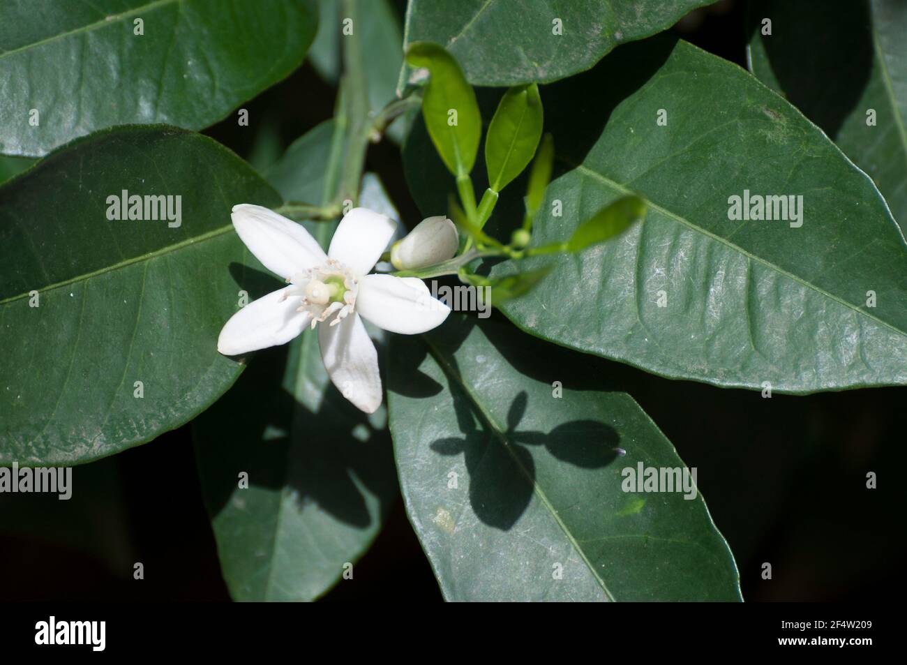 Zitrusbaum in Blüte Stockfoto