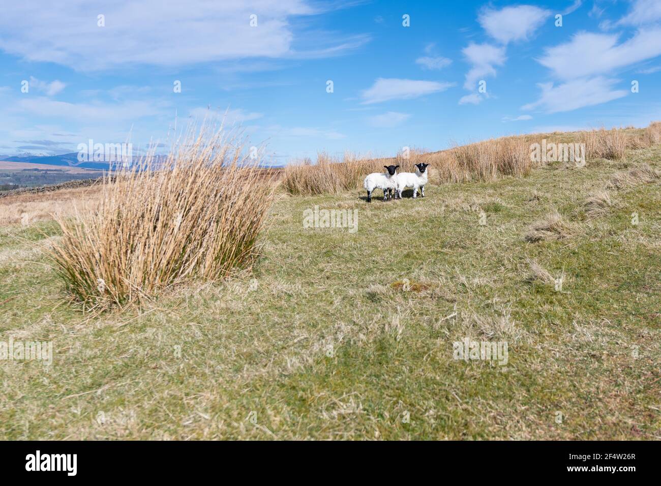 Lämmer - Schottland, Vereinigtes Königreich Stockfoto
