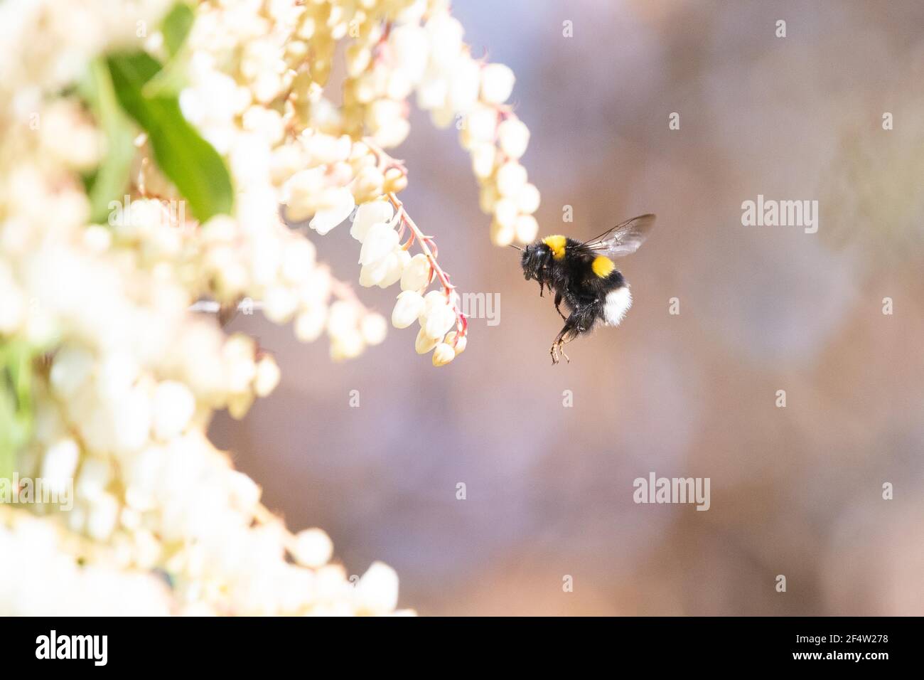 Weiße Hummel-Königin im Flug - bombus lucorum - Auf pieris japonica im Frühjahr - Großbritannien Stockfoto