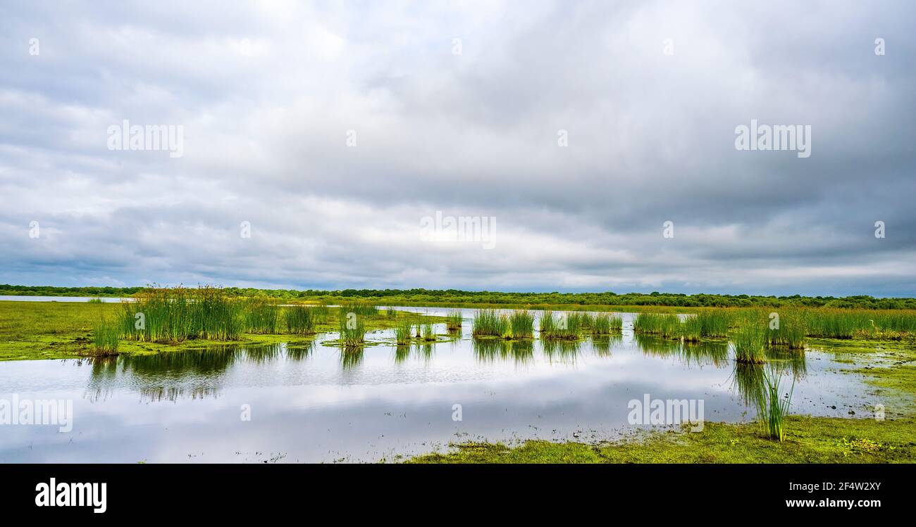 Feuchtgebiet am Rand des Upper Myakka Lake im Myakks River Staat P{ARK in Sarasota Florida USA Stockfoto
