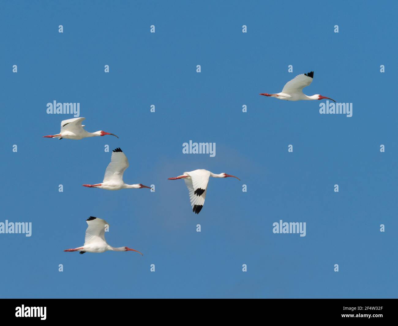 Eine Schar weißer Ibisse, die in einem blauen Himmel fliegen Stockfoto