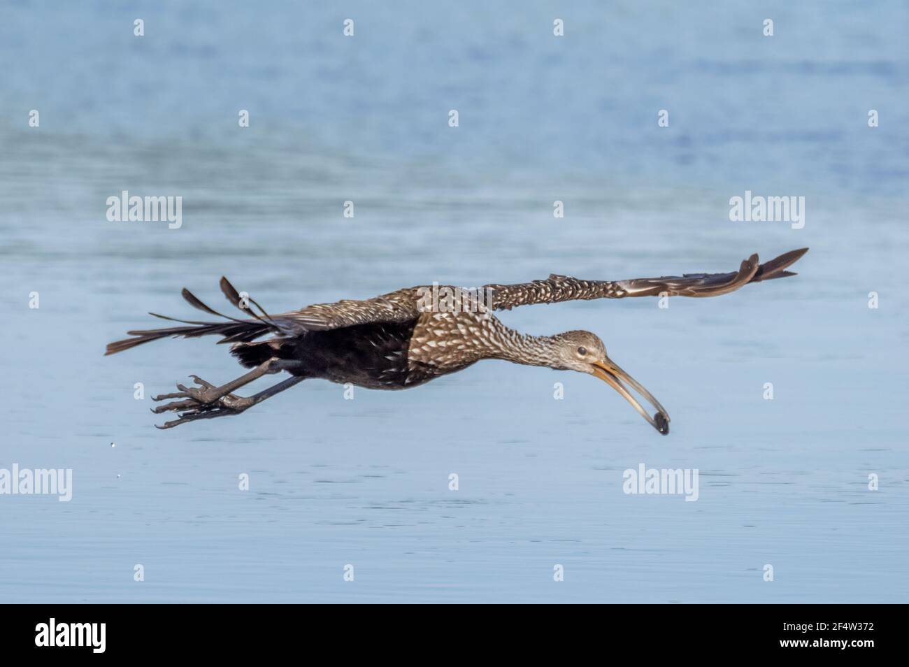 Ein Limpkin (Aramus guarauna), auch carrao, courlan genannt, und weinender Vogel, der mit einer Schnecke im Schnabel fliegt Stockfoto