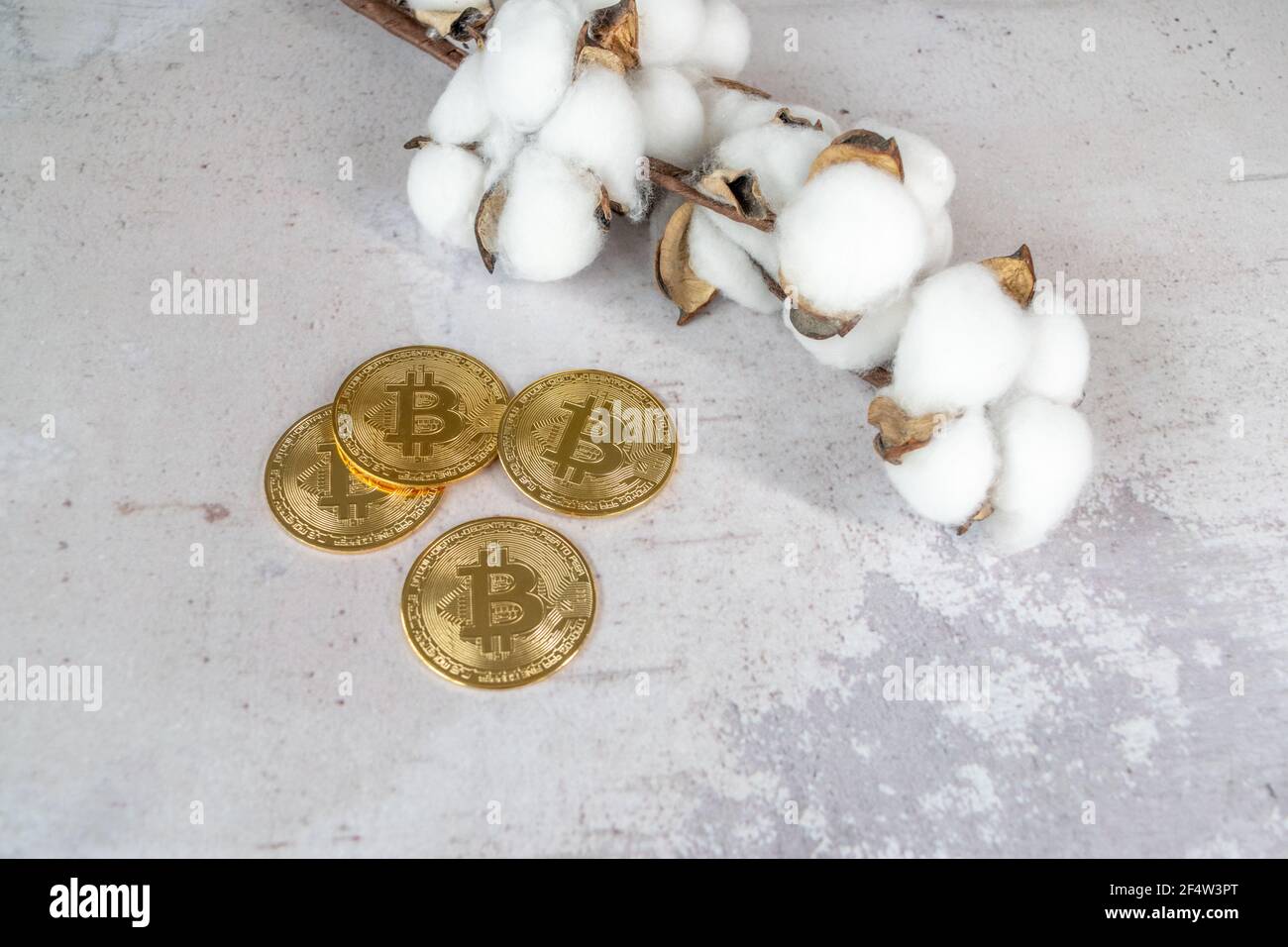 Bitcoin neben einer Baumwollpflanze, wobei der Preis der Kryptowährung gegenüber der Ware steigt. Stockfoto