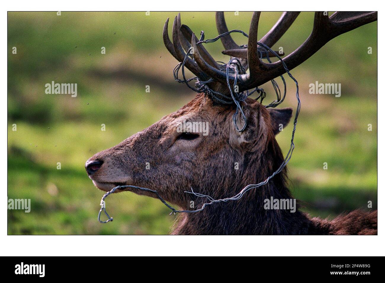 Oh Dear Poor Deer....dieser Hirsch in Bushy Park, Middlesex hat sich in einige der Draht verwendet, um sie einzuzäunen verwickelt. Stockfoto