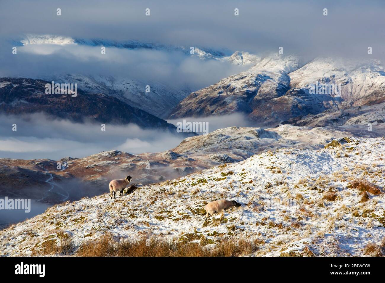 Schafe auf Wansfell über Ambleside, Lake District, Großbritannien, Blick auf die Langdale Pikes. Stockfoto