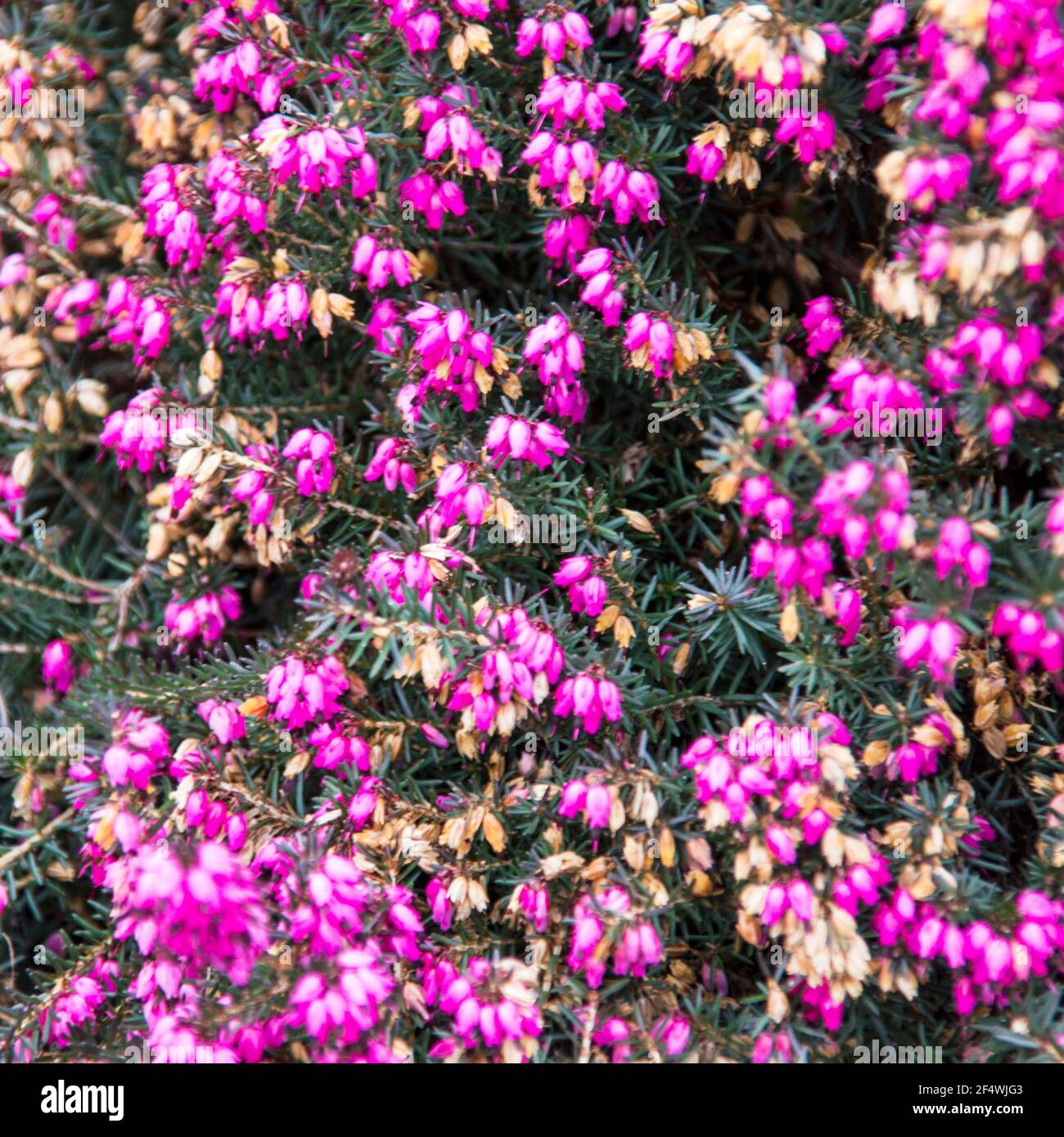 Lila Heidekraut in Blüte. Nahaufnahme im Vollbildmodus Stockfoto