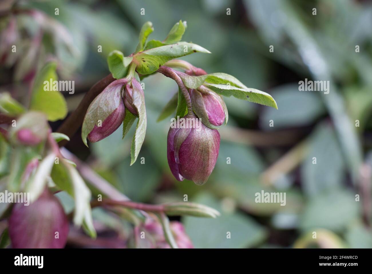 Rosa Hellebore Blütenknospen Helleborous orientalis, Fastenrose wächst im frühen Frühjahr, Nahaufnahme, Shropshire, Großbritannien Stockfoto