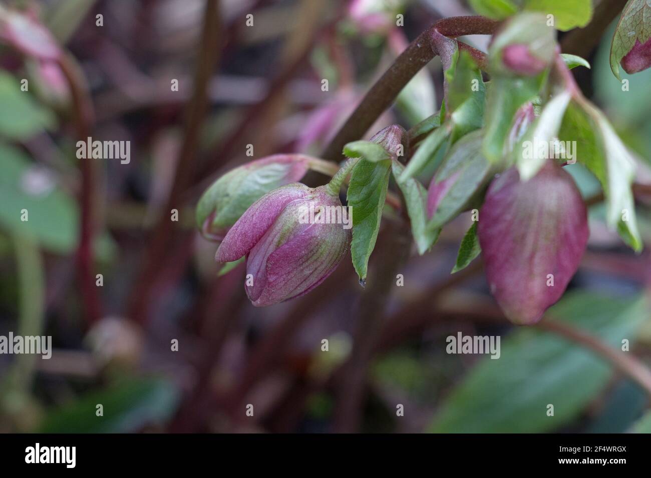Nieswurz Blume Stockfotos Und Bilder Kaufen Alamy
