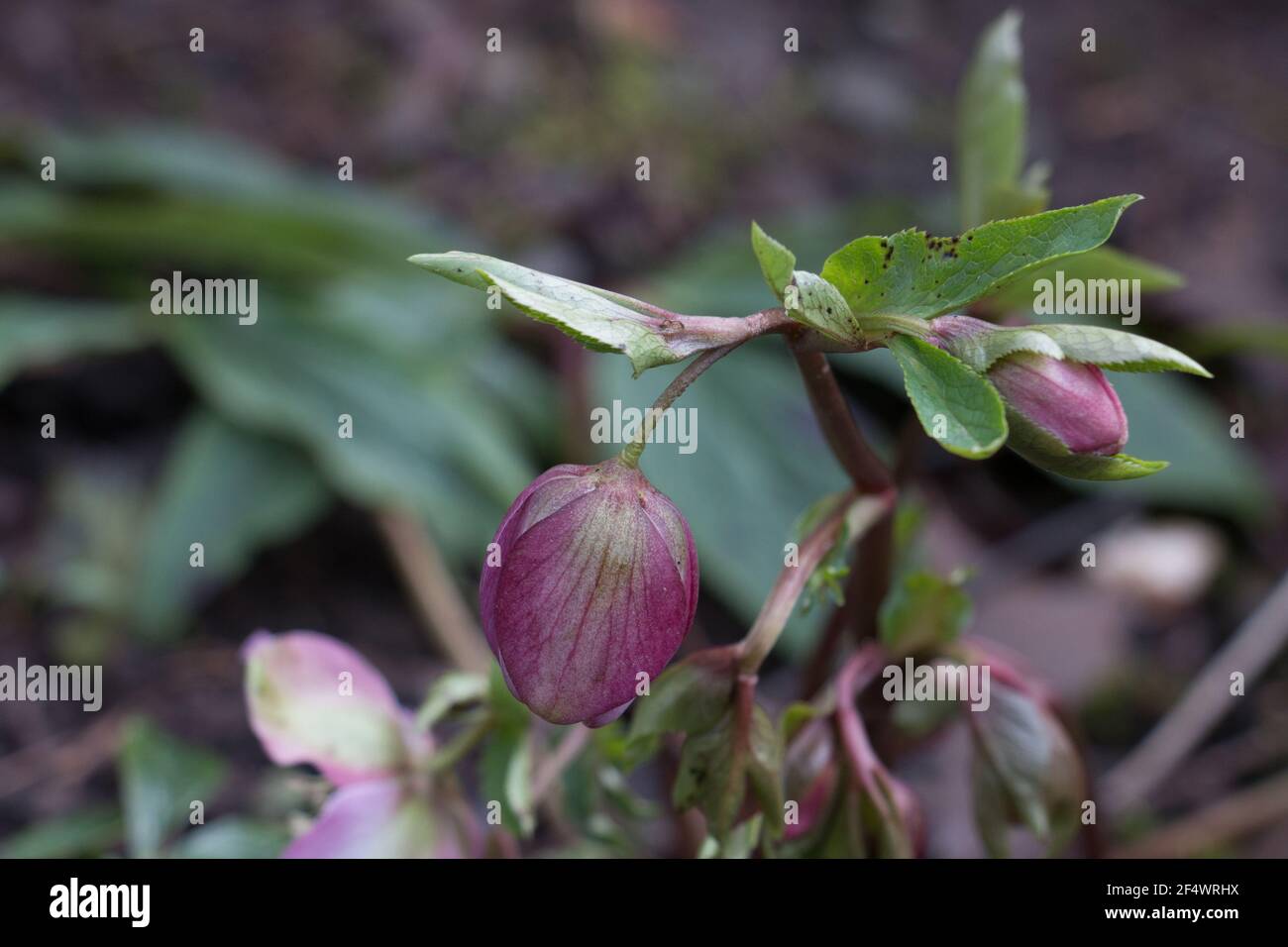 Eine rosa Hellebore-Blütenknospe Helleborous orientalis, Fastenrose, die im frühen Frühjahr wächst, Nahaufnahme Stockfoto