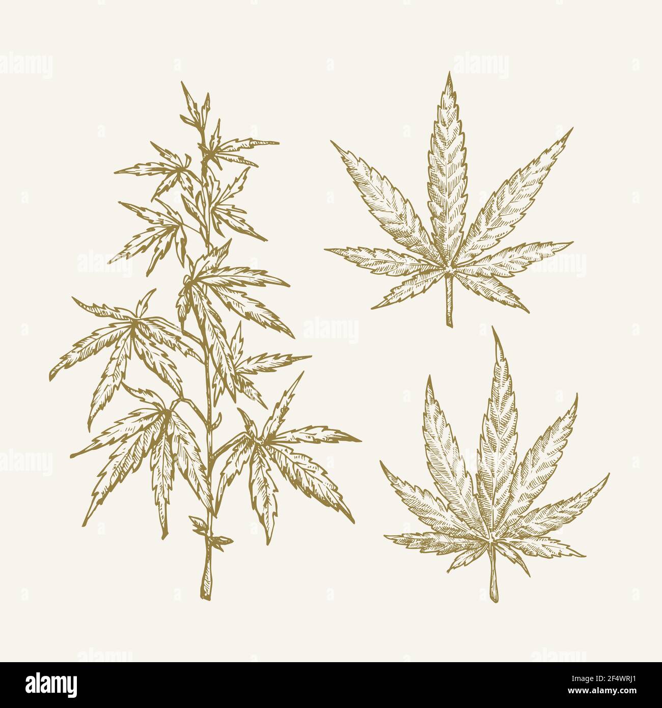 Hand gezeichnet Vektor Cannabis Hanf Zweig mit Blättern Skizze Sillhouettes Set. Sammlung Von Heilkraut-Kritzeleien. Isoliert Stock Vektor