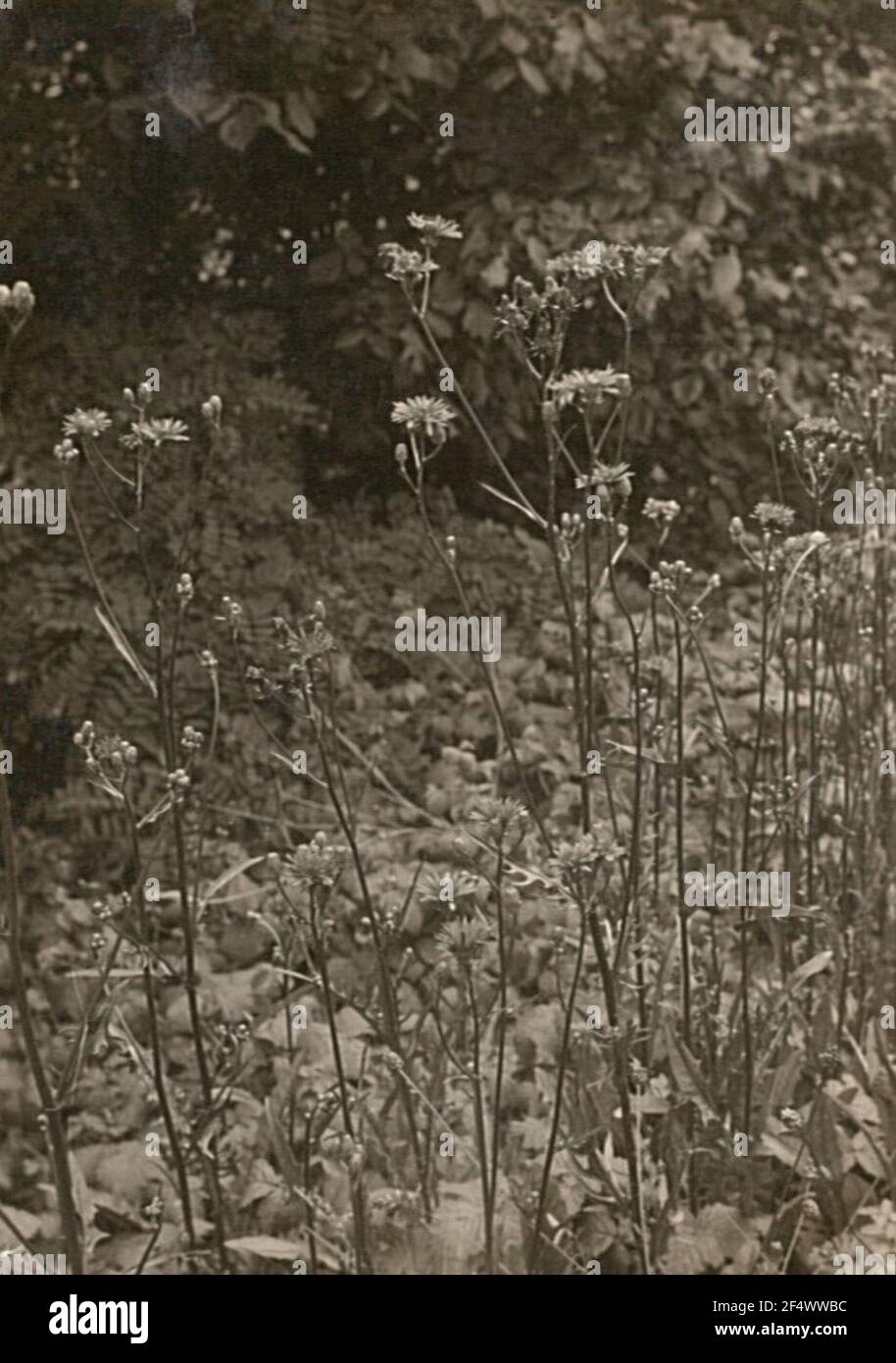 Meadow Pippau (Crepis Biennis), ebenfalls zweijährige Pippau Stockfoto