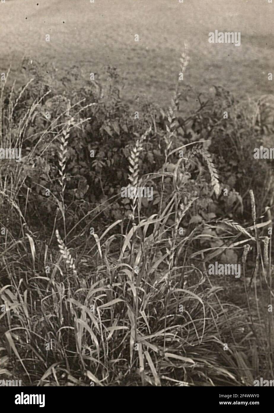 Italienische Raygras (Lolium multiflorum, SYN.: Lolium Italicum A. Braun), auch italienische Weidelgrass, Multilibried Weidelgrass, Welsch Weidelgrass oder Moving Lolger Stockfoto