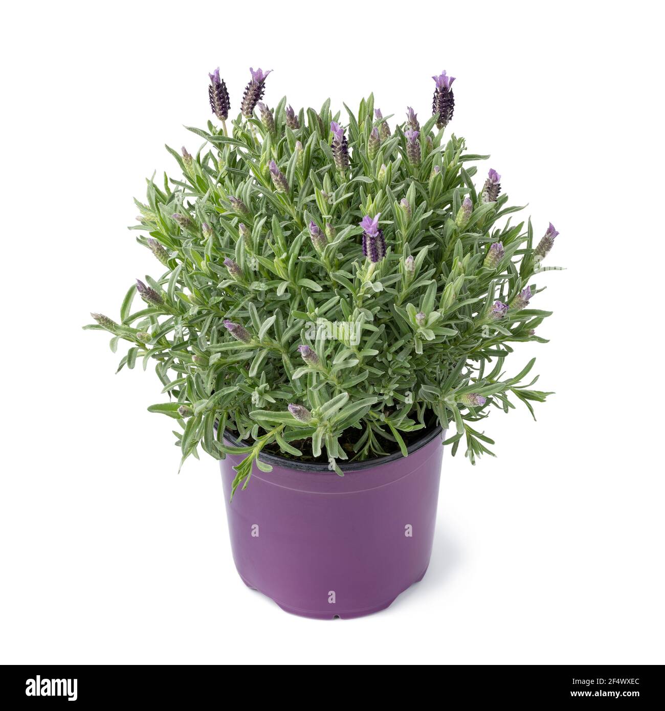 Frühlingsblumen wachsen in einem topf Fotos und Bildmaterial in hoher