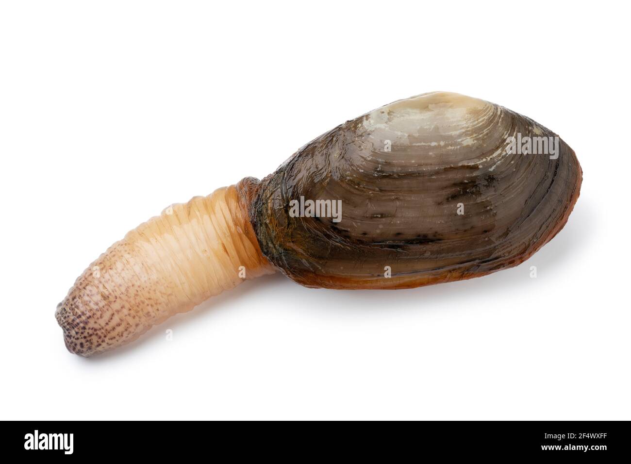 Single frisch roh lebendig weiche Muschel Muschel isoliert auf weiß Hintergrund Stockfoto