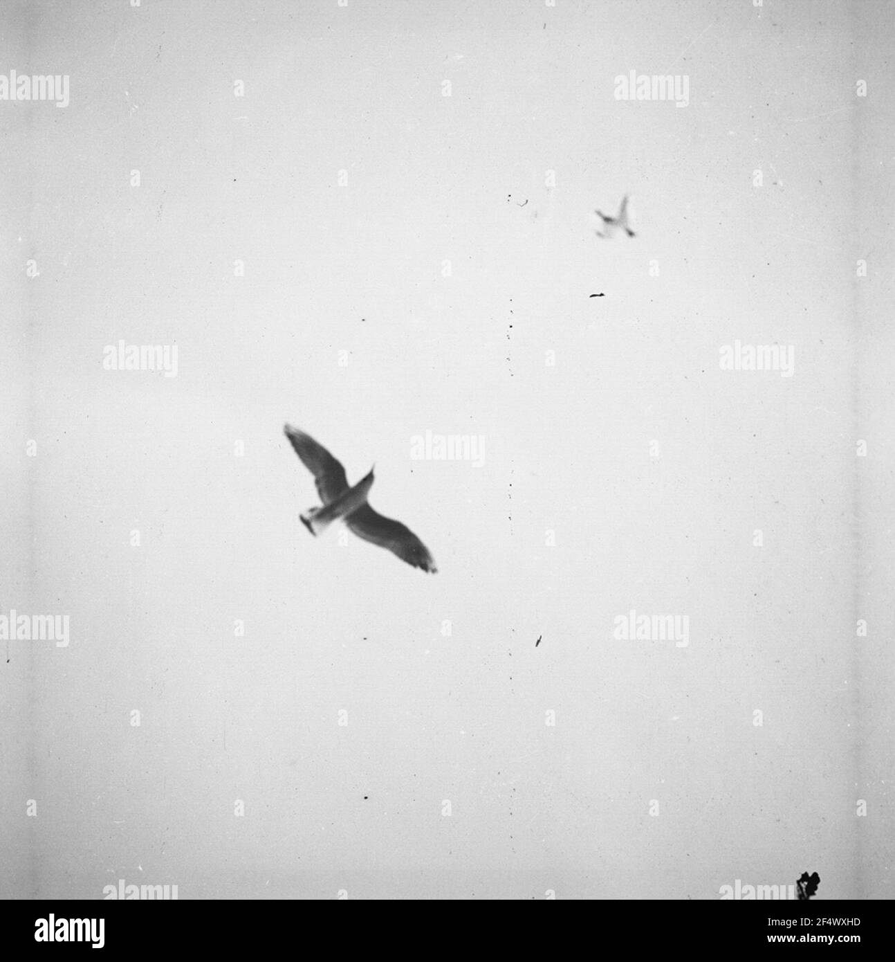 Seawoman Stockfoto