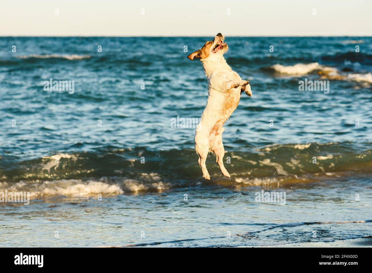 Glücklicher Hund, der am Strand hoch springt Stockfoto