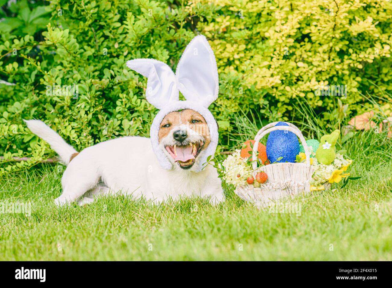 Glücklicher Hund trägt Hasenohren als Ostertier Konzept Stockfoto