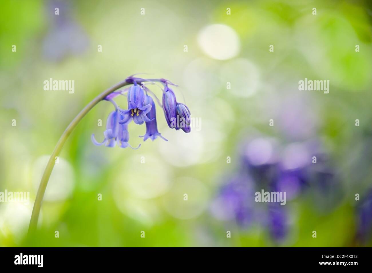 Schönes Bild von Single English Bluebell (hyacinthoides non-scripts) in Spring Woodland blue mit hübschem Hintergrund von verfremdeten Bluebells. Stockfoto